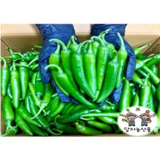 [당일경매] 국내산 신선한 아삭 모닝고추 1박스, 1개, 500g