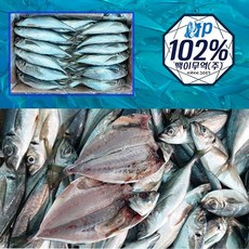 (새벽경매)국내자연산 일품 전갱이 10kg, 1개, 10kg(50마리 내외)