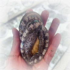 대운샵 완도산 활 전복 전복솥밥, 1kg (8-9미)