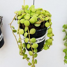 에덴플랜트 디시디아 버튼 늘어지는식물 걸이식물 행잉플랜트 동글동글한잎, 1개