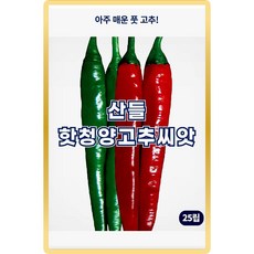 산들 핫청양 고추 씨앗 25립 아주 매운 중생종 고추씨 종자, 5개