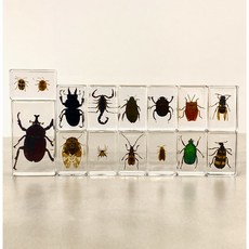 비큐리어스 리얼 곤충 표본 미니 14종 세트