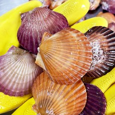 제철 통영 가리비 소라 전복회 개불 깐멍게 해산물외, 홍가리비3kg, 1개
