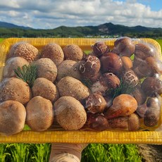 초온재 설 추석 명절 참송이 중품 500g 화고 500g 혼합형 버섯 선물세트 보자기포장, 1박스