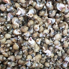 든든한하루 동해안 자연산 흑골뱅이 1kg (5080미) 자숙급냉