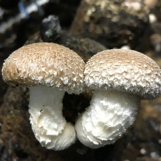 [40년명인] 문경버섯축제1위 산지직송 발효유황 송화버섯, 2박스, 500g