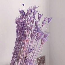 八角乾燥花 淺紫