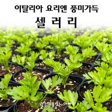 [모종심는아빠] 이탈리아 요리에는 풍미가득한 셀러리 모종, 모종, 3개