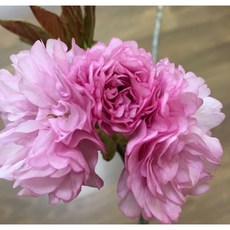 광일농원 겹벚나무 2년생 분 벚꽃나무, 1개