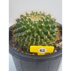 [가람다육] 금양환 선인장, 1개, 금양환62