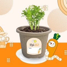 비티 오늘도새싹 당근 새싹키우기 자연 관찰 탐구 학습 생활 식물키우기 원예체험 재배 모종 화분키트 반려식물