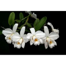 [신라난농원]카틀레야 C. Laelia pumila alba Miyuki 푸밀라 알바 미유키.순백색의꽃.좋은향기.고급종.인기상품.필독뒷사진참고, 1개
