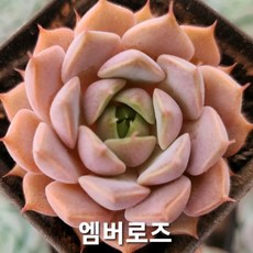 [예쁜다육 희귀다육] 한눈에 몰아보기, 6번- 미니다육 엠버로즈, 1개