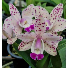 [신라난농원]카틀레야 자이락 큐트C.Jairak cute 백색에 핑크색의 점박이.아주좋은향.꽃이아주예뻐요.고급종.인기상품.필독뒷사진참고, 1개