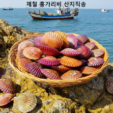 [당일채취]살이 통통한 제철 홍가리비 생물, 1박스, 10kg