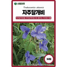 다농 자주달개비 씨앗 50립 자주달개비 꽃씨 다년생 종자, 5개