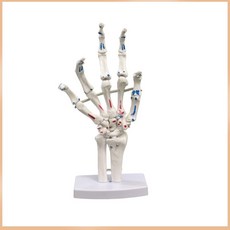 손뼈 발뼈 인대 해부학 모형 정형외과 학습교구, 손 관절(근육 시작/끝점 채색)