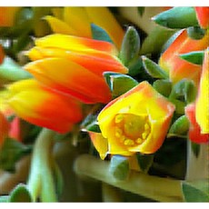 팅커벨 조안다니엘, 1개