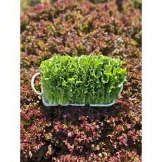 [당일수확] 농가직송 국내산 청상추 꽃상추 1kg 2kg 4kg 한박스, 1개