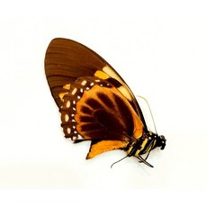 蟲新發現 蝴蝶標本A1 Papilio bachus 未展翅乾貨, 1個