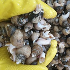 유쎌스토어 동해안 흑골뱅이 1kg (50-70미) 자숙급냉x2개 캠핑먹거리 냉동골뱅이