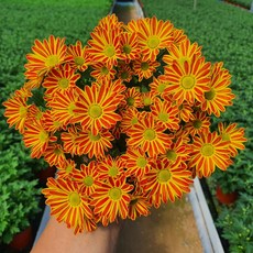 [무지개꽃/색상선택] 미니 국화 (꽃크기 3cm 소국 화분), 10.진한주황+노랑(스위프티 브론즈바이컬러), 1개