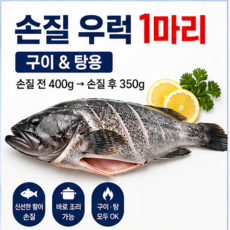 [통영예스수산] 생물 우럭 구이용 탕용 손질 우럭, 1개, 손질우럭(350g내외)