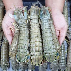 서천어부의 자연산 갯가재 1kg, 없음