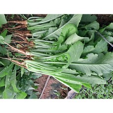 열무 국산열무 하우스열무 3kg 아삭하고 부드러운 열무 산지직송 수확당일발송, 1개