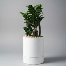 앙플랜트 개업 축하 돈나무 화분 보석 금전수, 마사토, 1개