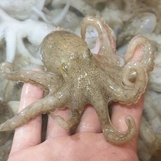 [DND] 활 쭈꾸미 2kg