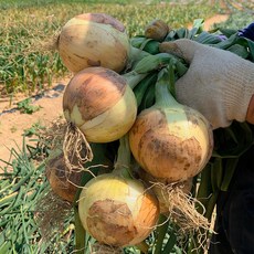 국내산 26년 햇양파 중 상 크기, 8개, 250g