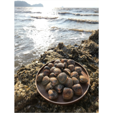 쪼팜 자연산 새조개 국산 손질, 1박스, 500g