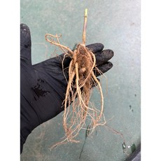 2년생 백도라지 뿌리모종 약도라지 (대)1400원, 1개