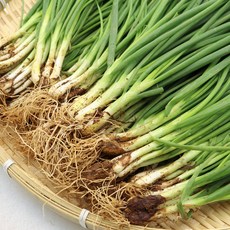 작업 국내산 흙 쪽파 1kg 얇은파 실파 흙쪽파, 1개