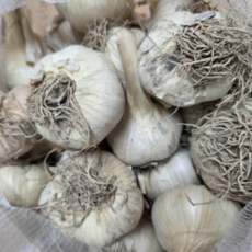 [농장직송] 홍산마늘 유황마늘 홍산마늘종자 마늘종자, 1개, 1kg