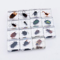 곤충 표본 학교 과학 관착 천연 초 피규어 천연 장식품, 4랜덤, 1개