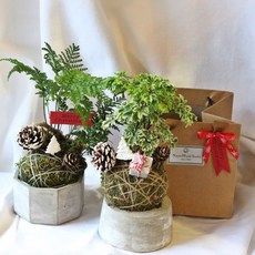 原生態NatureWorld 聖誕星球擴香石 青苔球水泥盆 居家香氛 擴香擺飾
