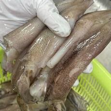 통찜용 총알 한치 원양산 냉동한치, 1개, 250g