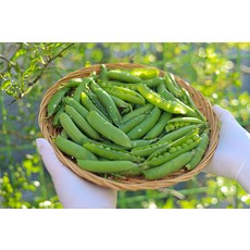국산 완두콩 고소한 껍질 완두콩 산지직송, 1kg, 1개