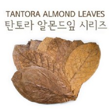 탄토라 알몬드잎 M 새우물고기 면역력강화 영양제, 1개, 10g