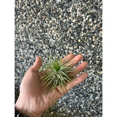 空氣鳳梨 尖葉小精靈, 1個