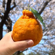 [최대16Brix] 제주농장직송 초고당도 프리미엄정품 한라봉, 1박스, 2kg