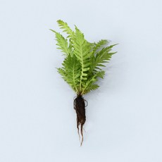 마이플랜트 실버레이디 고사리 세척 모종 소형 수경재배식물, 1개