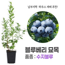 깨비농장 블루베리 나무 묘목 재배 키우기 (품종: 수지블루), 수지블루, 1개