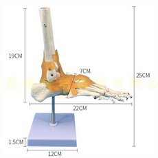 발 뼈 골격 모형 인체 교육용 모델 해골 해부 정형외과, 인대 부착