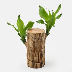 갑조네 행운목 실내수경재배식물 행운가득 행운목, 1개