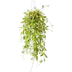 피움뜰 행잉식물 디시디아 필리핀 중형 노랑꽃 플랜테리어, 1개