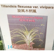 花花世界 空氣鳳梨*旋風木柄鳳(蘇南里)*旋風木柄鳳/高15 20cm/MA*品種可挑*, 旋風木柄鳳(蘇南里)