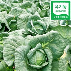 산지직송 제주 유기농 양배추 5kg, 1개